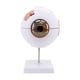 thumbnail image 4 of Riwesomey Modelo de globo ocular 6 veces Herramientas de aprendizaje Modelos Instrumento de enseñanza Ciencia Enseñar recursos Pantalla de estudio de Material de laboratorio Riwesomey TO010812-00, 4 of 6