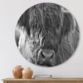 thumbnail image 2 of Designart 'Close Up Scottish Highland Cows Living On Moorland' Farmhouse Circle Metal Wall Art 11x11 - Disc of 11, 2 of 5