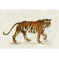 thumbnail image 2 of Vassileva, Silvia 32x23 White Modern Wood Framed Museum Art Print Titled - Walking Tiger Light, 2 of 4
