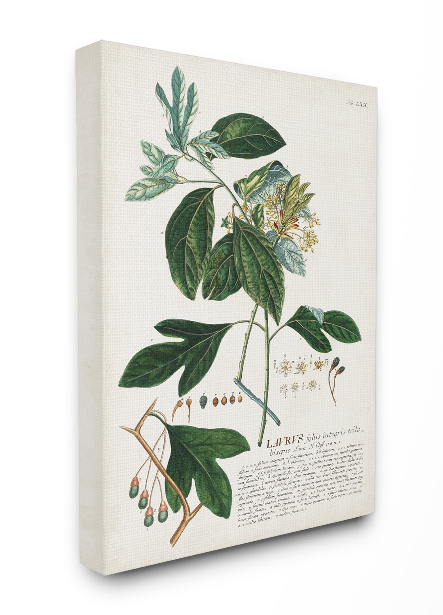 3％OFFクーポン利用でポイント最大8倍相当 Stupell Industries Botanical Plant Illustration  Leaves Vintage Canvas