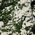 thumbnail image 2 of Van Zyverden Spiraea Snowmound 4" Potted Rocketliners® 1 Plant White Full Sun Deer Resistant 2 lb, 2 of 8