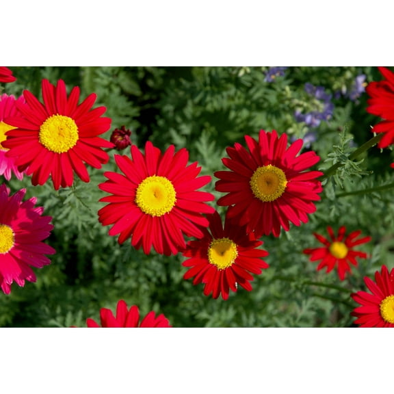 Seedville 100 Robinson's Daisy Flower Seeds, Attract Bees, Birds, & Butterflies