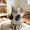B Black, variant on Halloween Cat Muscle Arms 3D Printed Arms Pet Accessory Lightweight Neck Hanging Costume Outfit, Hilarious Photo Props for Cats A Green