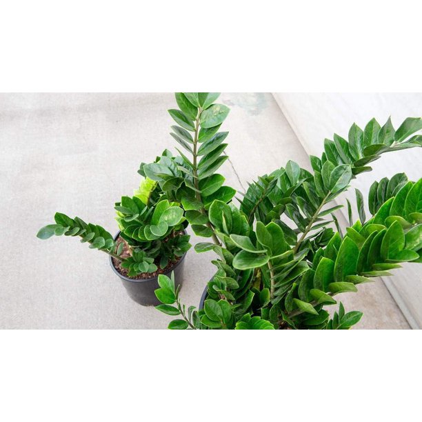 ZZ Plant - Live Plant in a 8 Inch Pot - Zamioculcas Zamiifolia - Beautiful  Easy to Grow Air Purifying Indoor Plant - Walmart Business Supplies