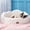 White-27"L x 24"W x 12"Th, variant on Cloud Dog Bed For Small Dogs & Cats  Washable Pet With Foam And Removable Checkered Plush Pad Non-slip Bottom Indoor Puppies Kittens 22x20 Inch White