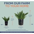 thumbnail image 3 of Nature's Way Farms Asparagus Meyerii Fern Live Plant (18-24 in. Tall) in Grower Pot, 3 of 4