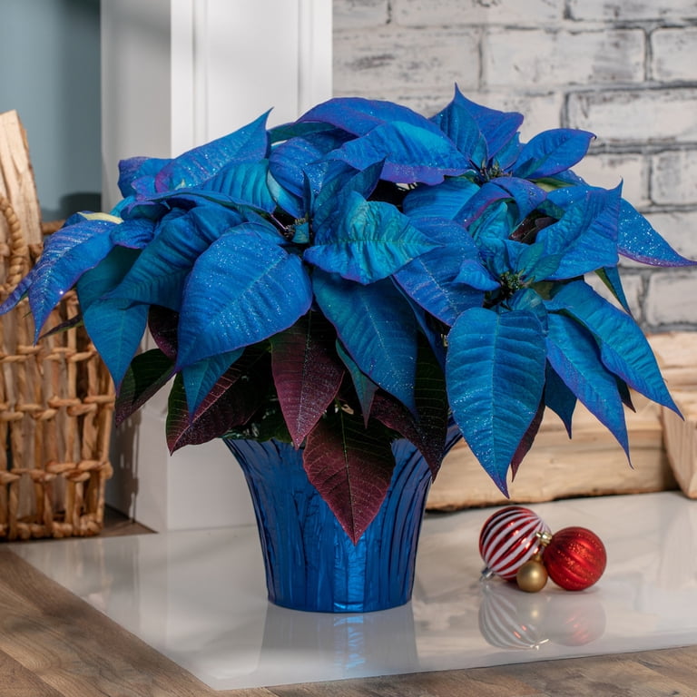 burgundy leaved plants Ficus elastica 'Burgundy'