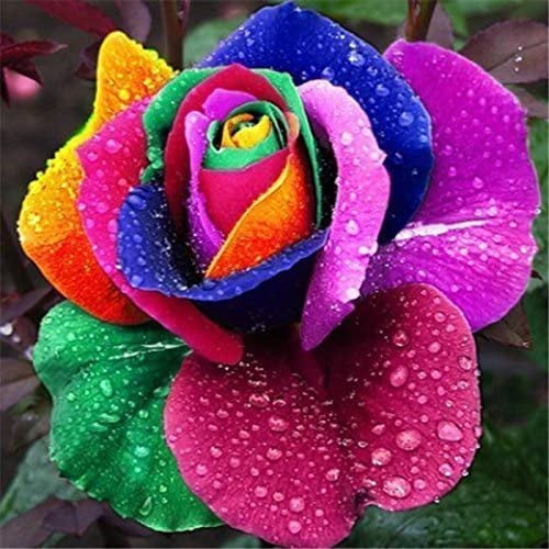 HJADGG 300+ Rainbow Rose Seeds for Planting, Heirloom, No-GMO, Perennial Flower Bush for Exotic Home Garden