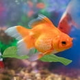 thumbnail image 4 of 4Pcs Leaf Hammock Fish Rest Leaf Betta Bed with Suction Cup, for Fish Tank Accessories to Improve Betta Health, 4 of 5
