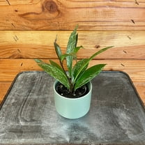 Hoya Pubicalyx Splash, 2" Plant, The Plant Farm