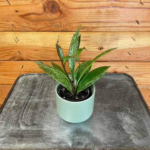 Hoya Pubicalyx Splash, 2" Plant, The Plant Farm