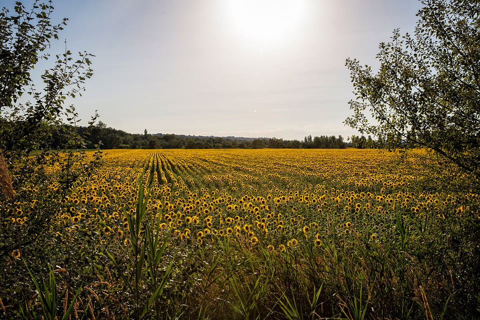 Фото Подсолнухи в поле в солнечные дни. Алимовка. Field 20