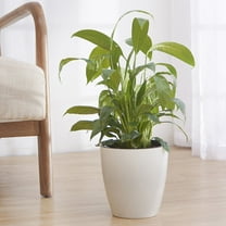 LULULION Lightweight White Plastic Self Watering Planter for Plants in Home and Office