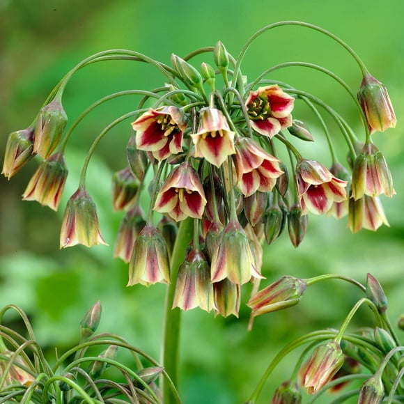 TASC Flower Bulbs- Nectaroscordum Siculum (20 Bulbes)