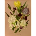 thumbnail image 2 of Arentine H. Arendsen 14x18 Gold Ornate Wood Frame and Double Matted Museum Art Print Titled - Iris German Van (1872-1881), 2 of 4