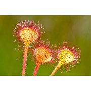 10 * Seeds * CARNIVOROUS SUNDEW Plant Drosera Flower Seeds