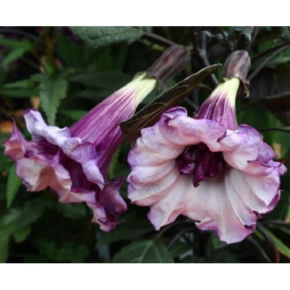 10 Double Purple Angel Trumpet Seeds