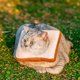 thumbnail image 5 of Collar de cono de gato ajustable suave, collar de recuperación de gato, cono para gato después de la cirugía, cono de cuello de gato, 5 of 7