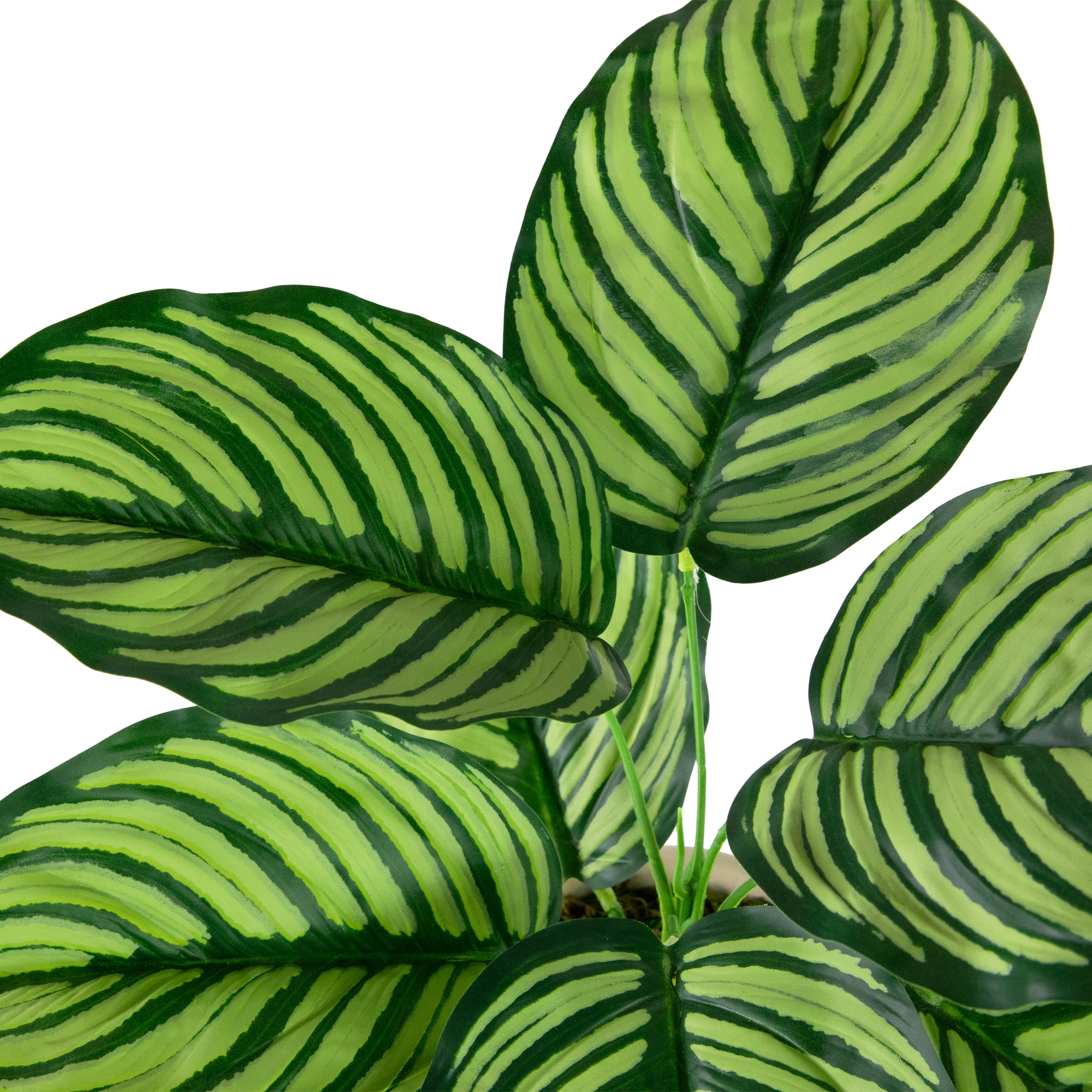 Northlight 13" Artificial Prayer Plant in Beige Ceramic Pot