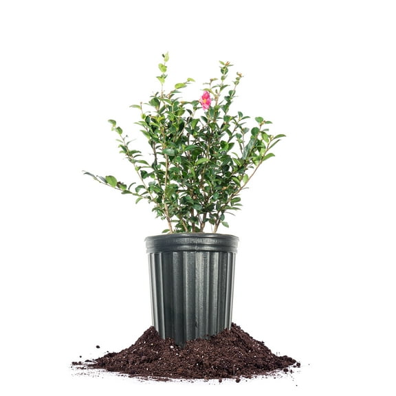 Perfect Plants Kanjiro Camellia 3 Gallon