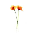 thumbnail image 2 of Shefranov, Olga 20x24 Black Ornate Wood Framed with Double Matting Museum Art Print Titled - Poppy II, 2 of 4