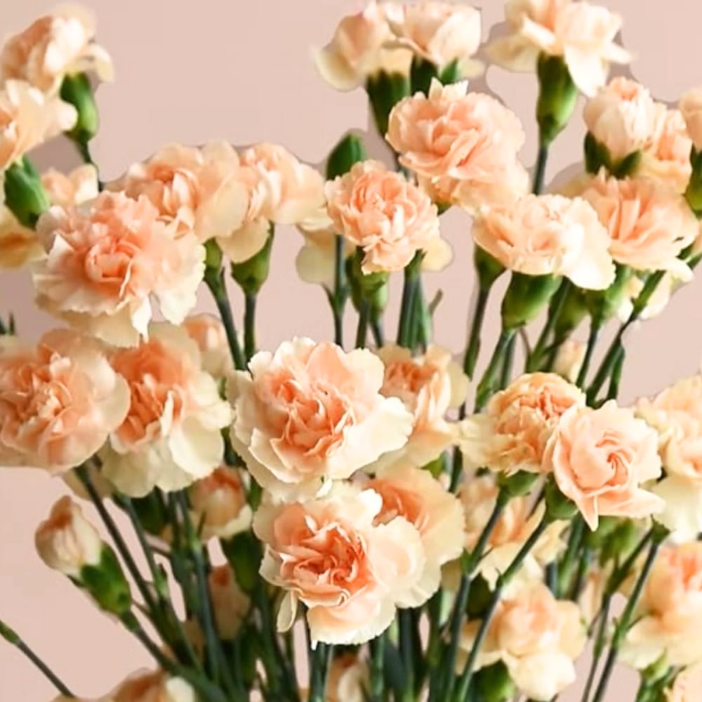 30 Peach Mini Carnations Seeds - Heirloom Dianthus for Garden Blooms