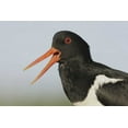 thumbnail image 2 of Morris, Arthur 24x17 Black Ornate Wood Framed with Double Matting Museum Art Print Titled - Iceland, Snaefellsnes Eurasian oystercatcher, 2 of 4