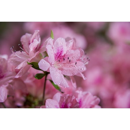 - Pericat hybrid azaleas (Mrs Fisher) Rhododendron (Ericaceae) New York Botanical Garden New York City New York United States of America Stretched Canvas - F M Kearney Design Pics (19 x 12)