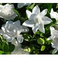 thumbnail image 6 of ( 1 ) - Summer Snow Gardenia - Starter Plant ( 4L ) - Evergreen - Fragrant White Flowers, 6 of 6