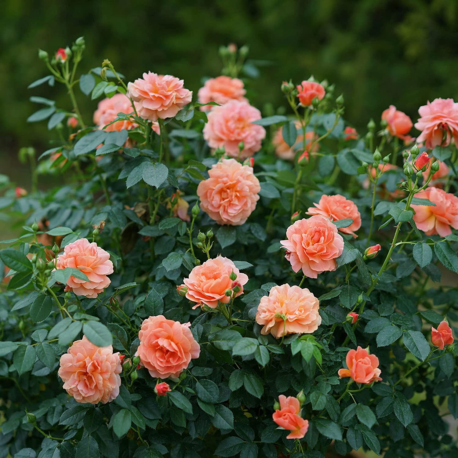 Proven Winners ColorChoice At Last Rose Live Shrub (2 Gallon