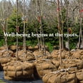 thumbnail image 6 of Burloptuous Burlap Roll - 40"x15 Feet - Natural Burlap Fabric for Gardening, Decoration, Rustic Party, 6 of 9