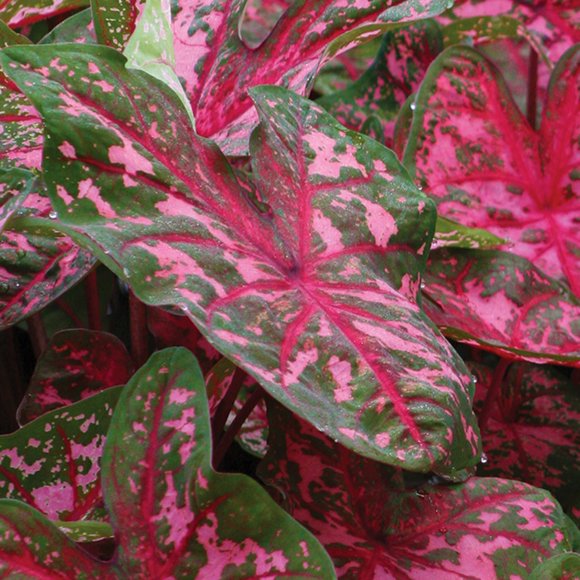 Caladium Bulbs