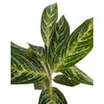 thumbnail image 2 of Golden Madonna Chinese Evergreen Plant - Aglaonema - Grows in Dim Light - 6" Pot, 2 of 3