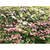 20 Seeds Variegated ARCTIC BEAUTY KIWI Fruit Edible Actinidia Kolomikta Vine Seeds