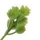 thumbnail image 5 of Plantas Suculentas Artificiales Similares A Las Plantas Agave Echeveria Titanota Lotus 2, 5 of 9