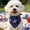 A, variant on Pet Bandana with Star Stripe Print, 4th of July Patriotic Decor, Independence Day Party Photo Accessory for Puppy Kitty Pet Triangle Bib