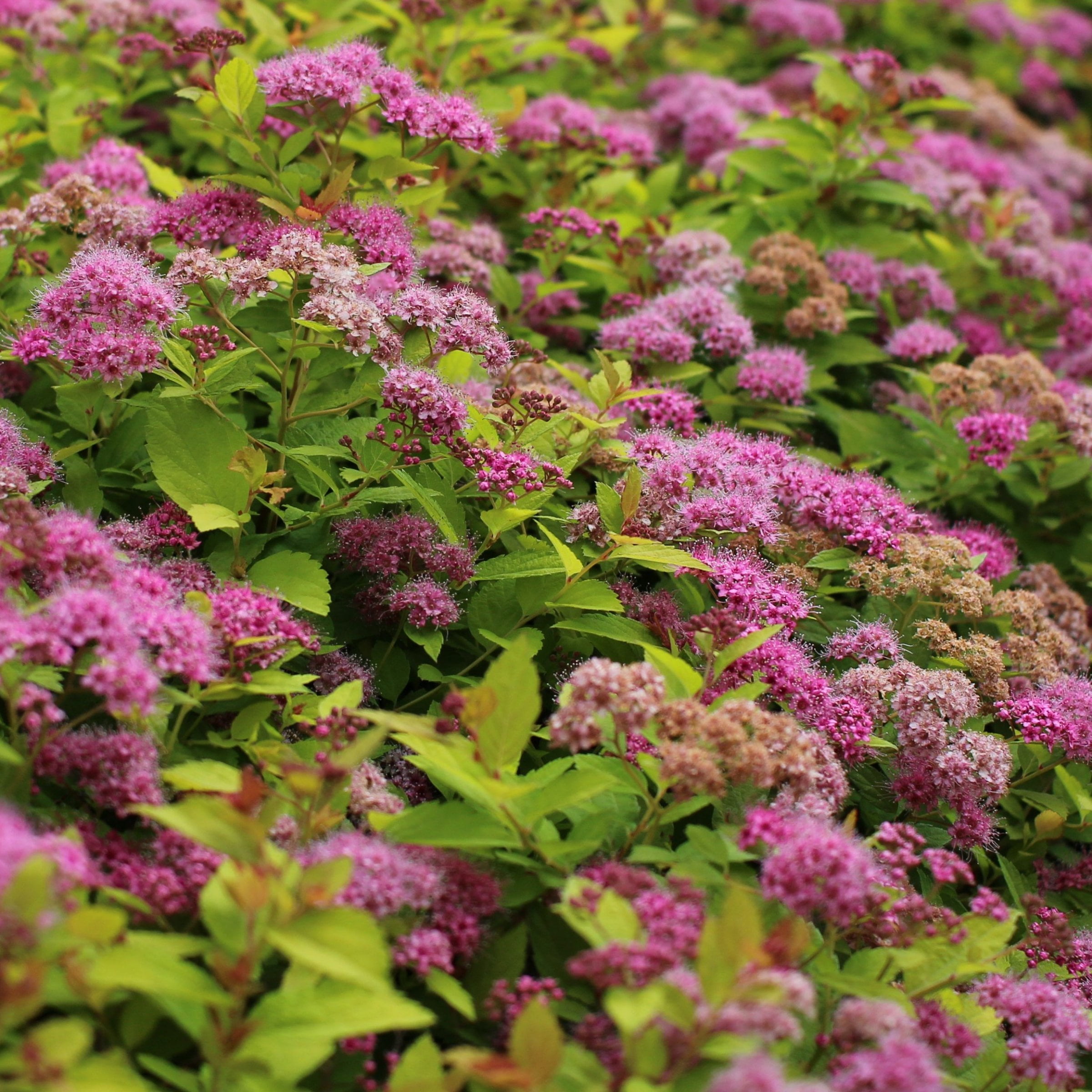 National Plant Network 3 gal. Spirea Goldmound Shrub