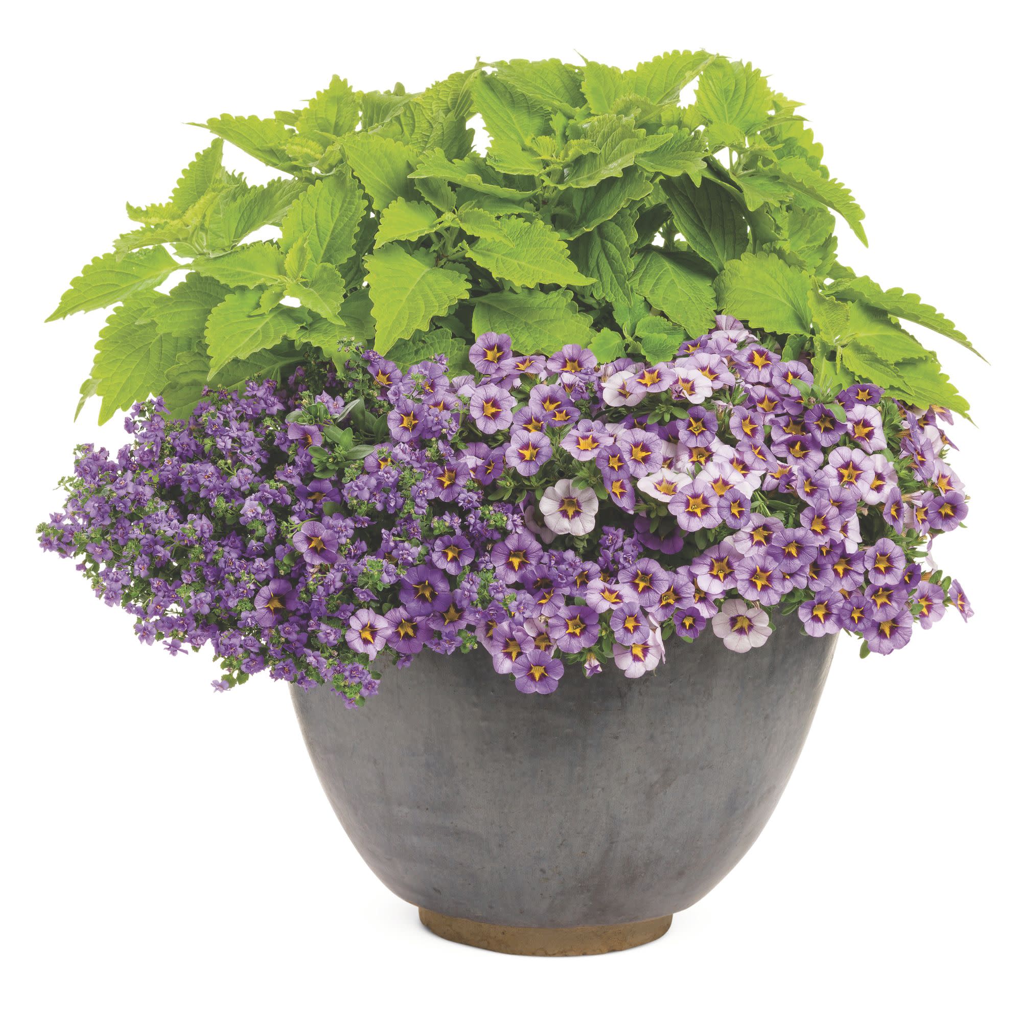 Proven Winners 4" Snowstorm Blue Bacopa Live Plant in 4.25" Pot (4 Count)