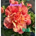 thumbnail image 2 of 8 FIre Dancer Desert Rose Seeds, 2 of 6