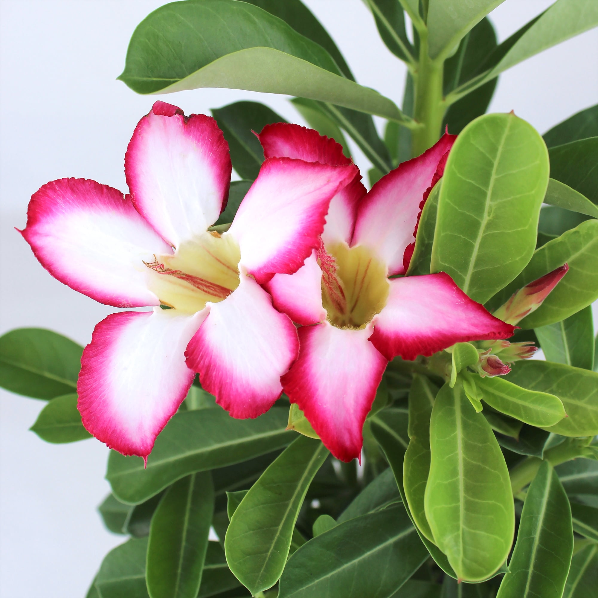 Altman Plants Picotee Pink & White Desert Rose (Adenium) in 1 Gallon Grower Pot