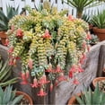 thumbnail image 2 of Cotyledon Pendens Succulent Hanging Plant-2" Pot Succulents Trailing Succulents Houseplant,Small Succulent Plant For Home Office Decoration Indoor Outdoor 2 Pack, 2 of 5