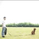 thumbnail image 3 of Correa de entrenamiento de agilidad para entrenamiento de recuperación de obediencia para perros/cachorros, cuerda extendida para entrenamiento. Jugar, 3 of 5