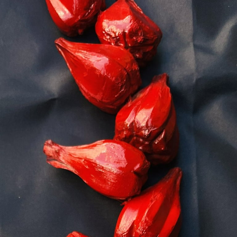 Roman Reigns Tribal Chief Red Ula fala Necklace Costume Accessory