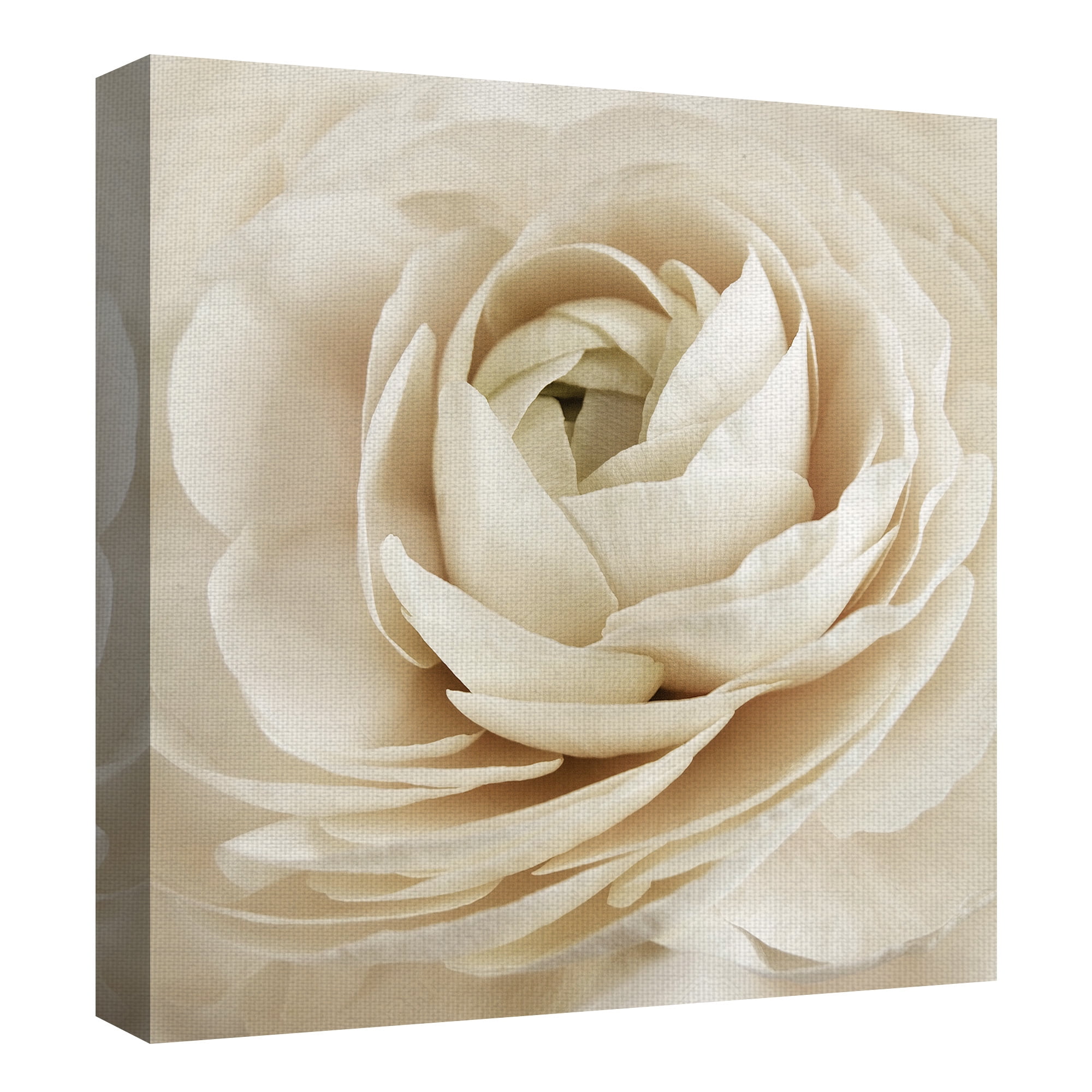 Masterpiece Art Gallery Dream Rose By Rebecca Swanson Canvas Art Print 30" x 30"