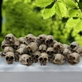 thumbnail image 6 of Yibooy 20Pcs Mini Skull Model Creative Halloween Mini Skull Heads Flower Pot Decoration, 6 of 9