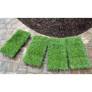 Zoysia Plugs - 100 Full Zoysia Grass Plugs