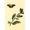 thumbnail image 1 of Surinam Butterflies, Moths & Caterpillars (Plate 104)-Fine Art Canvas Print (20" x 30"), 1 of 1