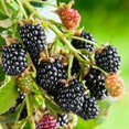 thumbnail image 6 of Set 2 Arapaho Crown Thornless BlackBerry Plant Live, 6 of 6