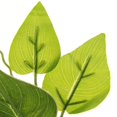 thumbnail image 3 of Plantas Artificiales para Interior Y Exterior, Flor , Hoja, Follaje, , Hogar, Oficina, Jardín, Decoración , Decoración de Plantas de L Macarena Plantas de follaje artificial, 3 of 8