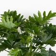 thumbnail image 5 of United Nursery Live Philodendron Selloum Plant 24-30 inches Tall in 9.25 inch Grower Pot, 5 of 7